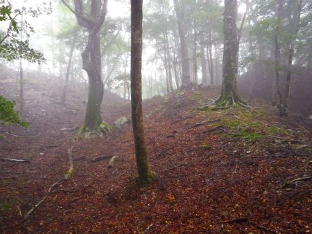 この付近は入り組んでいて地形が読みにくい。踏み跡なんかないので方角を間違えないように歩いていく