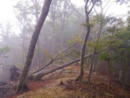 稜線をひたすら歩いていく。ここはもう少し荒れていてくれたら幻想的な風景になるんだけどなあ～