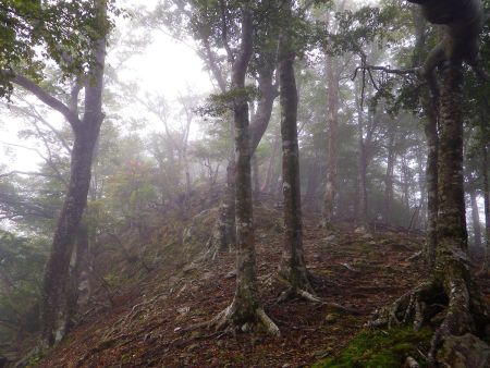 この付近もアップダウンがあって登って下るんだけど、下山時の登り返しが嫌な感じかも