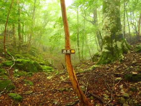 ここで道標に従って右側の尾根道を歩くことになる。左側も尾根道ぽいけど途中で切れていた