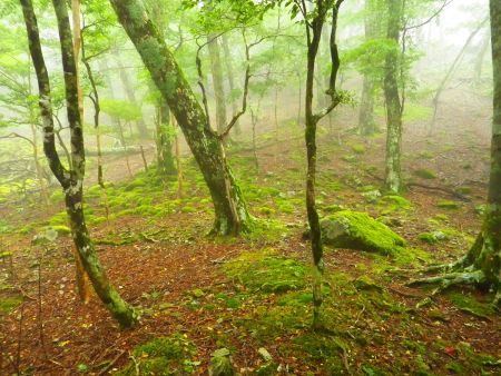 ガスの中で苔むした場所があったけど、もう少し苔がたくさんあるとかなり幻想的なんだけどね
