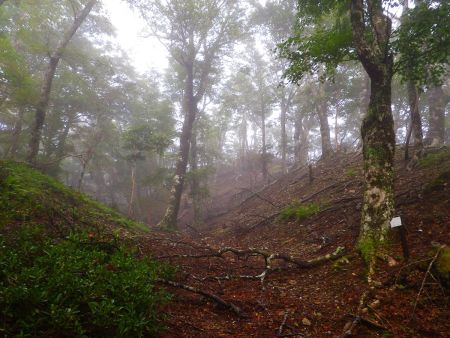 ここも入り組んでいてどこを歩いていこうか考えたんだけどとりあえず方角は合ってるので真ん中を歩いてみた