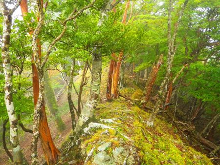この付近は細尾根になっているんだけど苔で滑りやすくなっていて足元に注意して歩く