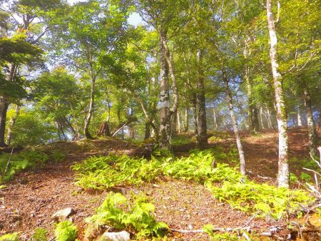 いよいよ迷岳のピークへ向かって登っていく。ちょっとした急登になってるのでスローペースで登る。だんだん青空がでてきた