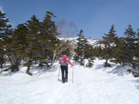 森林限界まで進む