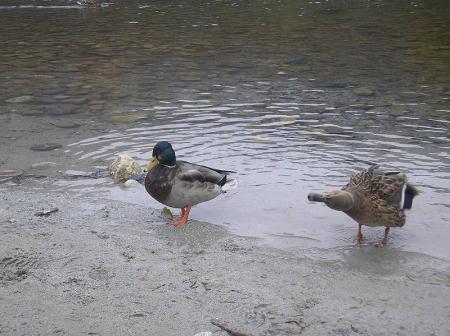 これは鴨かな！？思わず撮影した