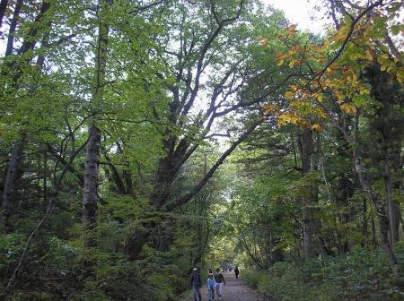 ここは参道になってるけど自然の中を歩いているので気持ちいい