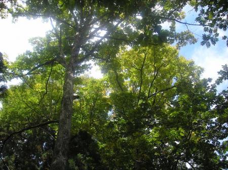 緑と青空が少しある感じだけど天気はまずまずといった感じ