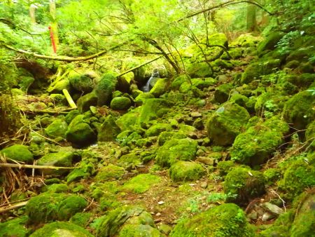 苔むした沢筋の登山道をひたすら登っていくんだけど滑りやすいので下山時は注意