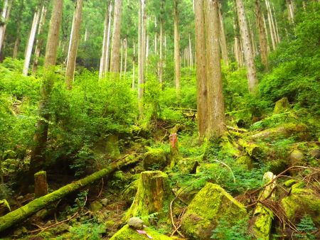 尾根の取り付きがなかなか見えないんだけどひたすら沢筋を登っていく