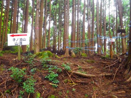 ここが尾根取り付き。ここから尾根道になる