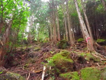 尾根の登りがあるんだけど地図を見るとこの先でピークを巻くトラバースルートになっているはず