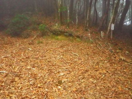 ここで林道から離れて道標に従い子ノ泊山の山頂を目指して登っていく