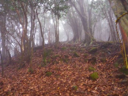 子ノ泊山の山頂直下はちょっとした急登になっているけどすぐに終わる