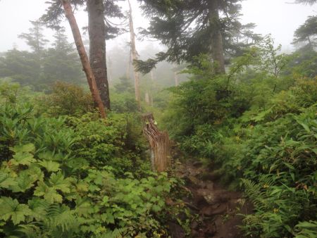 西吾妻山の山頂への登り。ここはなだらかな登りになっていた