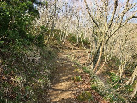 やはりこういうなだらかな登りが続いていくんだけど、つづら折れになっていてちゃんと標高はあがっていっている