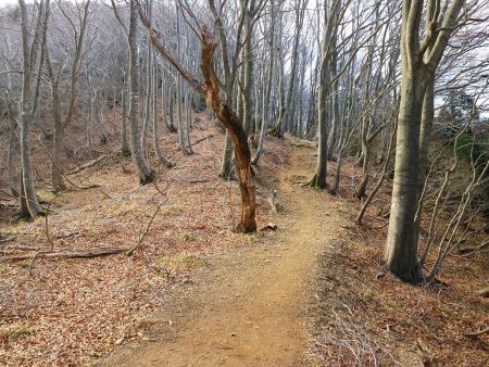 平坦な尾根道になったり登りになったりするんだけど、山頂までかなり歩きやすい登山道だった