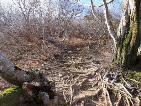 山頂直下の登り。ここも画像ではわかりにくいけどつづら折れの登山道になっていて登りやすかった