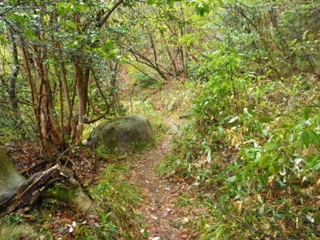 この付近からはなだらかな登山道が続く。最初の階段はこういうなだらかな登山道がなかったので休める場所がなかった