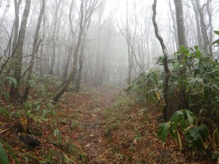 P580のピークを過ぎて、いよいよ西方ヶ岳への登りになった。雨が降ってるしガスってるので展望はもう諦めモード