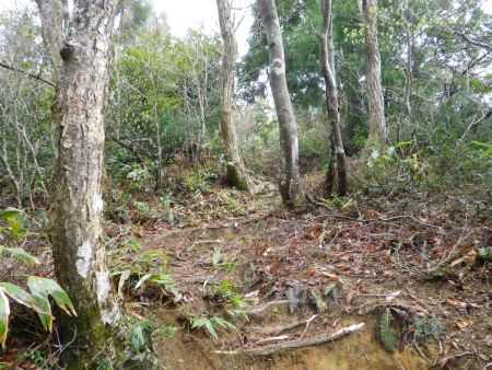 いくつかのアップダウンがあったけど、いよいよ蠑螺ヶ岳への登りになった。ここは少し急斜面になっているけど距離は短い