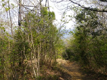 鉄塔のところまで下ってきた。もうここまで下ってくれば浦底登山口は間近なはず