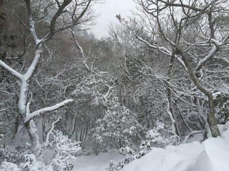 綺麗な樹氷が見えるところがあった。写真では伝わらないがかなり輝いていた