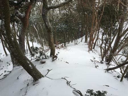 やっと樹林帯に入って爆風から免れた