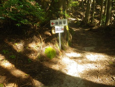 御所平分岐だけど、御所平って何かよくわからない。スルーしてそのまま白猪山山頂を目指して登っていく