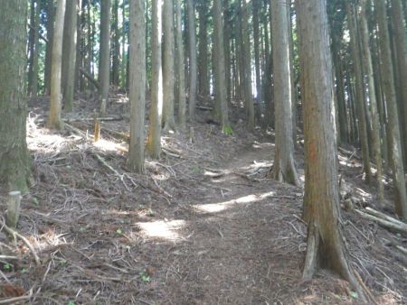 コンクリ尾根道の急登が終わるとやっと土の道になって、斜面もなだらかになった