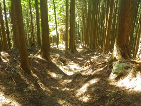 あくまで尾根道をひたすら下っていく。あとは分岐に注意しないといけないことを頭に入れておいた