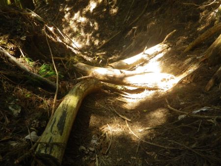 この付近の登山道は荒れ気味になっているけど踏み跡はしっかりあるので迷うことはない。あとはもう一つの分岐を見落とさないように注意