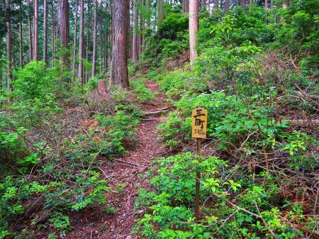 三町（距離：327m目）。植林地帯の道ばかり