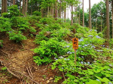 六町（距離：654m目）。さっきの舗装道の横を歩いてる感じだな