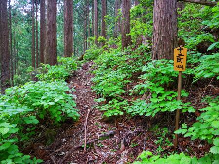 十二町（距離：1308m目）。しかし景色が変わらない登山道だ