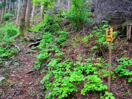十四町（距離：1526m目）。景色が全く変わらないけど山頂もこんなだったら嫌だな