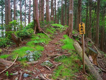 十六町（距離：1744m目）。景色が変わる気配がないが、山頂は展望が良いはずなんだが・・・
