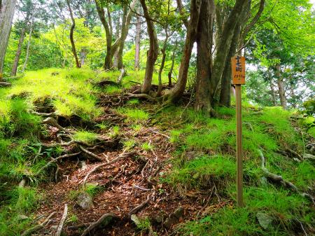 十七町（距離：1853m目）。ここで少し雰囲気が変わってきた。この付近、山頂直下は少しだけ急登っぽかった