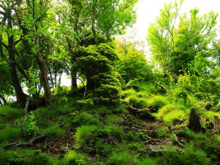 ここで突然、上が明るくなった。これを登りきると山頂だ