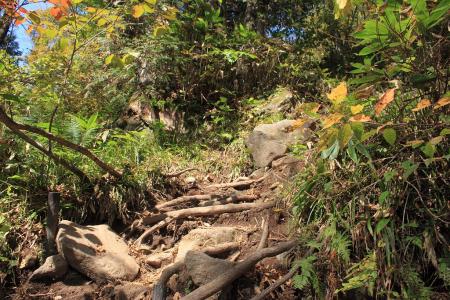 最初は急登が続く