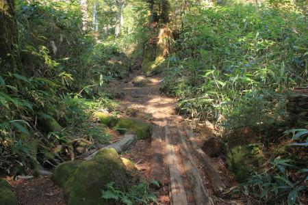 急登は一旦、落ち着くが登りは続く