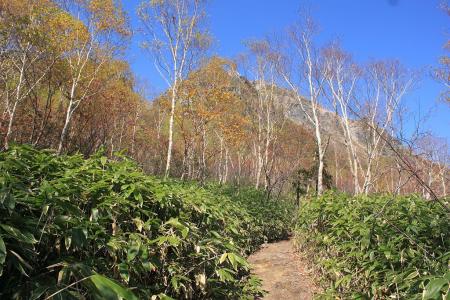 ここからはまず笹薮の道になる