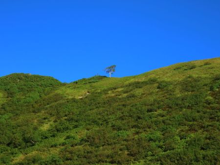 こっちは一本の木がまた絵になっていた