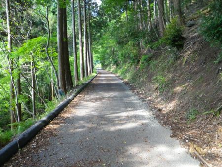 まずは林道を歩いていく。新緑の時期なのか林道だけど歩いていて気持ちいい