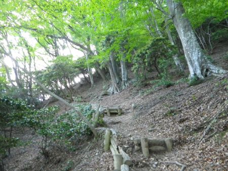 たしかに少し斜度のあるつづら折れの登山道がひたすら続いてるけど、そんなに急登というわけでもなくペースをワンダウンしてゆっくり登れば息も切れない