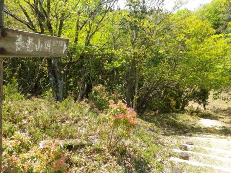 養老山頂まであと0.2km地点。実はここをわざわざ下らなくても近道があったんだけど下山時に気づいた