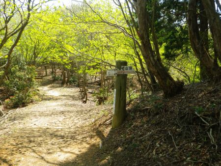 ここの右のピークを登れば養老山山頂らしい。さっさと登ることにした