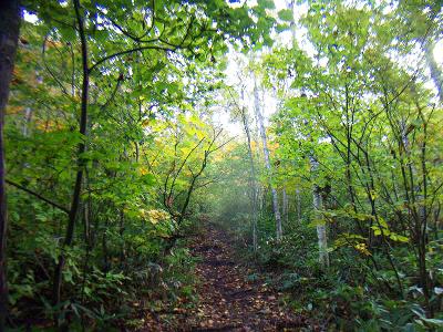 登山道をせっせと歩いていくが、そんなにしんどくない