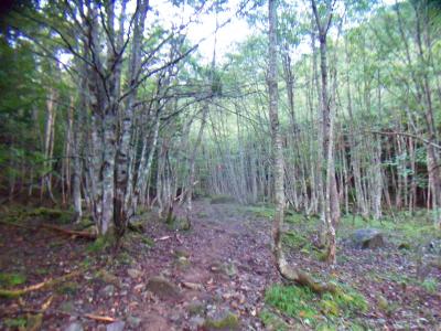 登山道は踏み跡もちゃんとあって歩きやすい