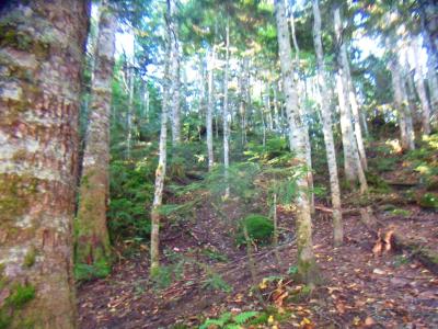 弥陀ヶ池まではひたすらこんな道が続く